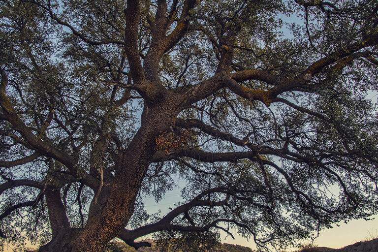 Large oak tree with sprawling branches against a clear evening sky, symbolizing deep roots and strength.