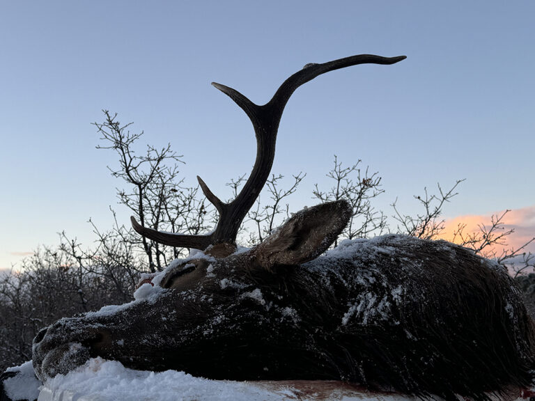 Harvested elk in the snow at sunrise, symbolizing the hunting pursuit described by Jed Mazour.