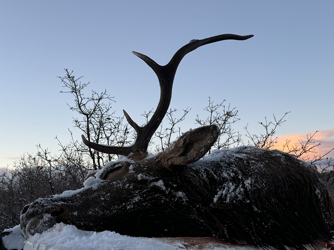 Harvested Elk in the Snow at Sunrise, Symbolizing the Hunting Pursuit Described by Jed Mazour.