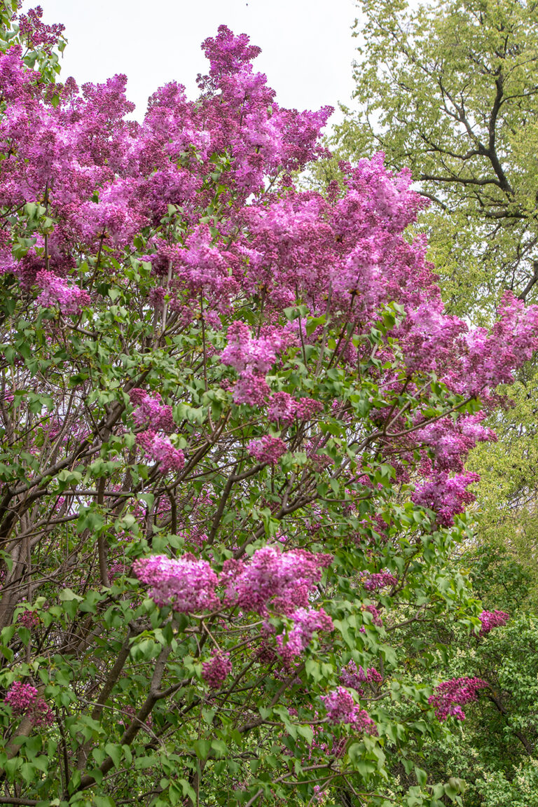 Mountain Laurel Tree Blooming with Deep Purple Flowers in Early Spring Near a Home in Texas.