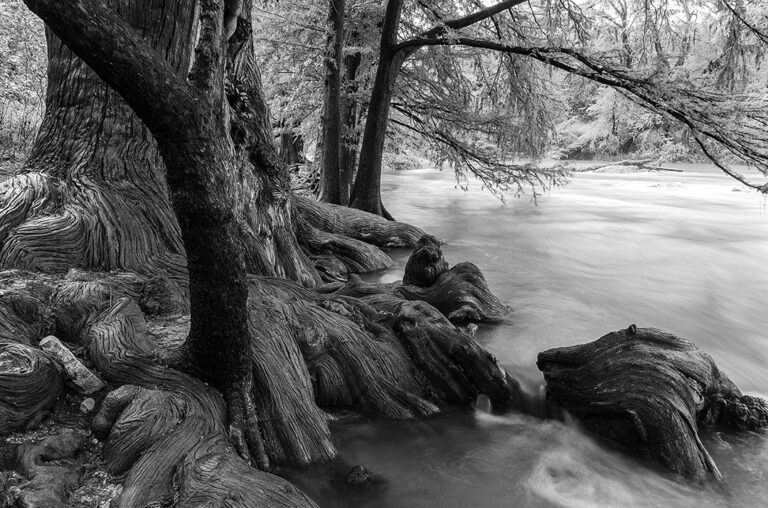 Black and White Image of Cypress Tree Roots Along the Guadalupe River in Comfort, Texas, Reflecting Hill Country History and Heritage