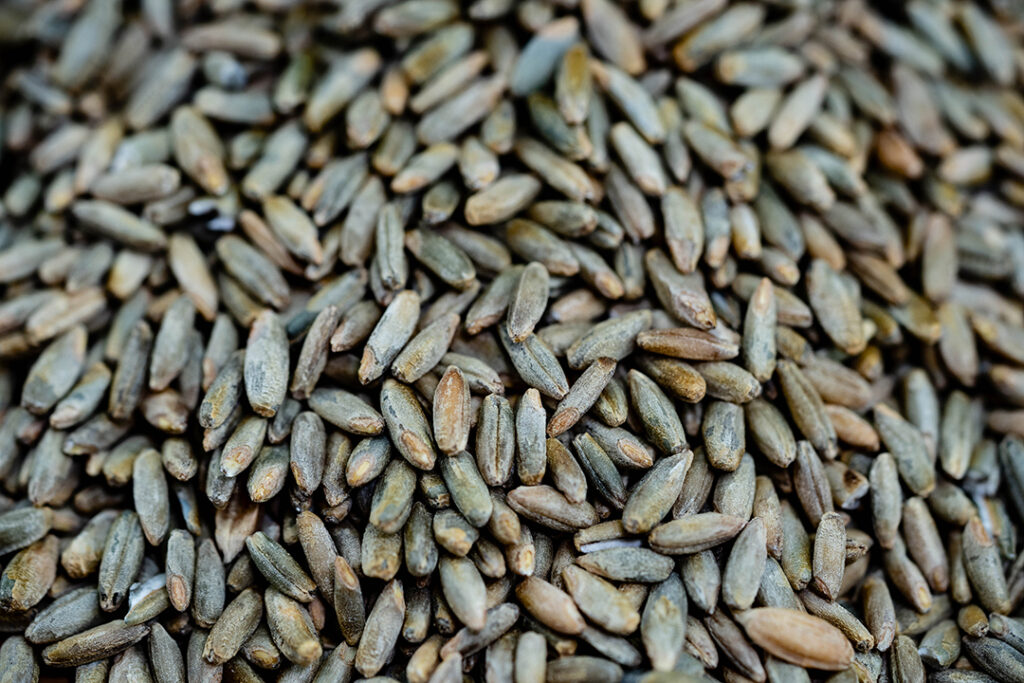 Whiskey Mashbill Grains Close-up – Barley, Rye & Cereal Grains - the Kendall Gentleman Close-up of Raw Whiskey Grains Including Barley and Rye Used in Mashbill Recipes