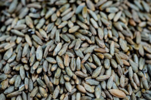 Close-up of raw whiskey grains including barley and rye used in mashbill recipes