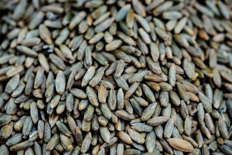 Close-up of Raw Whiskey Grains Including Barley and Rye Used in Mashbill Recipes