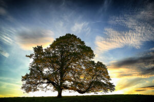 Solitary tree on a grassy hill at sunset with a colorful sky behind it, silhouettes of branches spread wide.