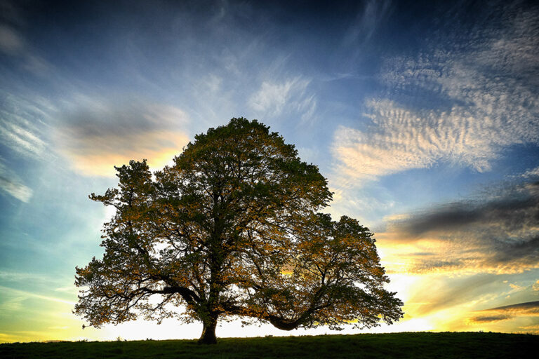 Solitary Tree on a Grassy Hill at Sunset with a Colorful Sky Behind It, Silhouettes of Branches Spread Wide.
