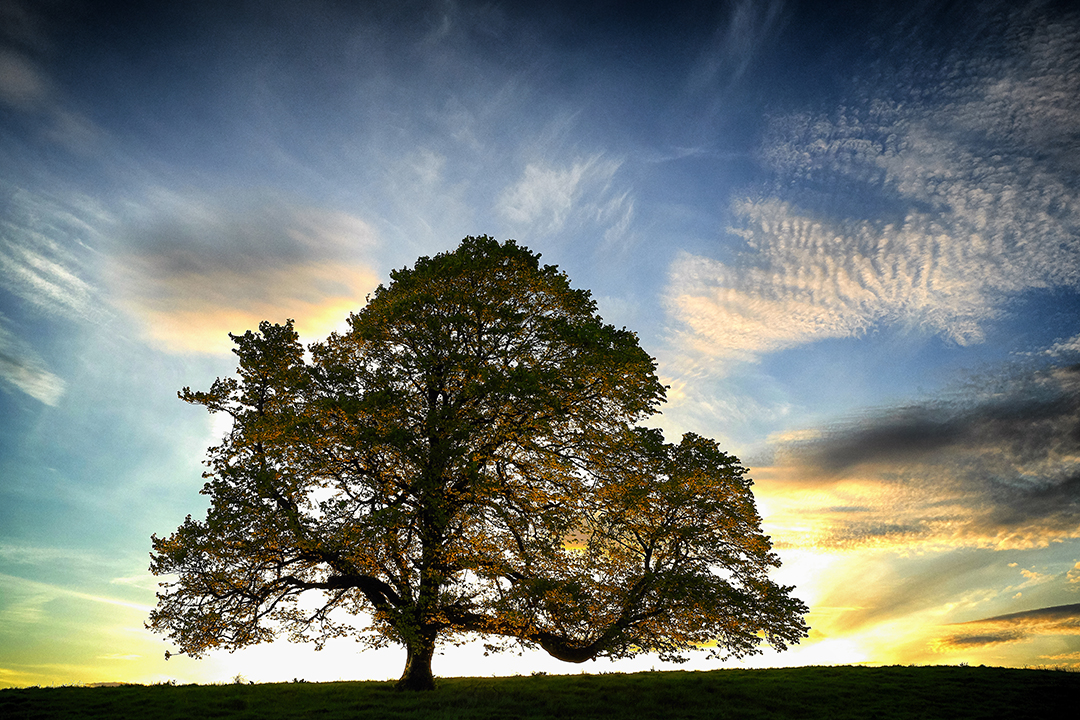 Solitary Tree on a Grassy Hill at Sunset with a Colorful Sky Behind It, Silhouettes of Branches Spread Wide.