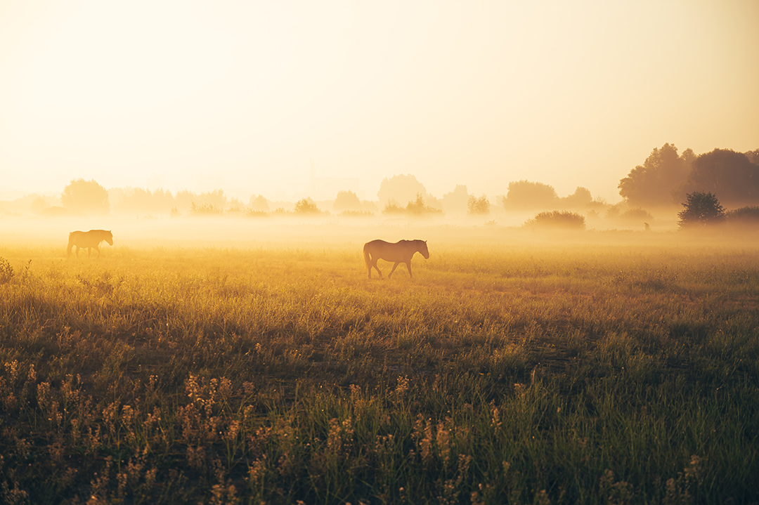 Horses Walking Through a Fog-covered Pasture at Sunrise, Symbolizing Patience, Perspective, and the Quiet Unfolding of Life’s Seasons.