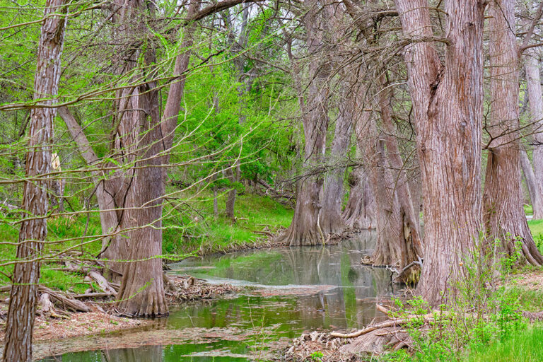 Bald Cypress Trees Along a Spring-fed Creek in the Texas Hill Country Near Boerne