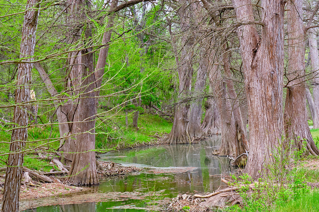 Bald Cypress Trees Along a Spring-fed Creek in the Texas Hill Country Near Boerne